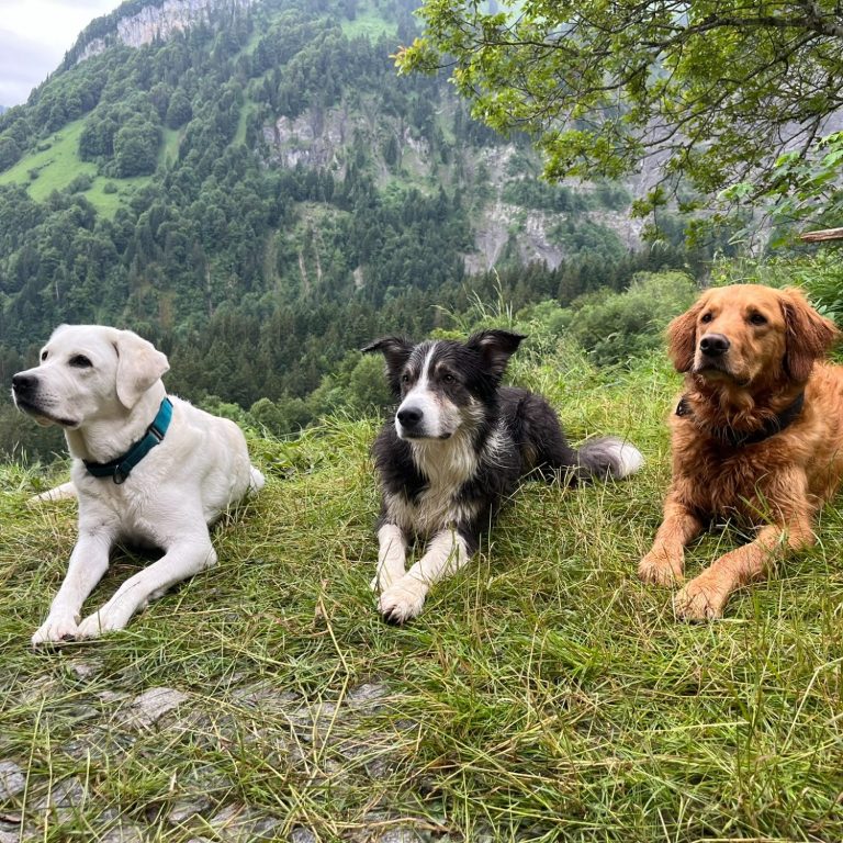 Beratung Hundeschule